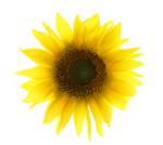 Calendar Girls sunflower