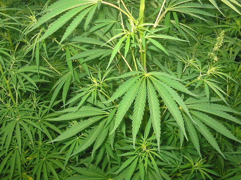 The Cannabis Sativa plant (Photograph: Bogdan/Wikimedia)